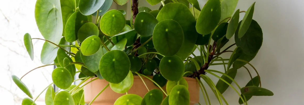 Grünpflanze in einem Terrakotta-Topf